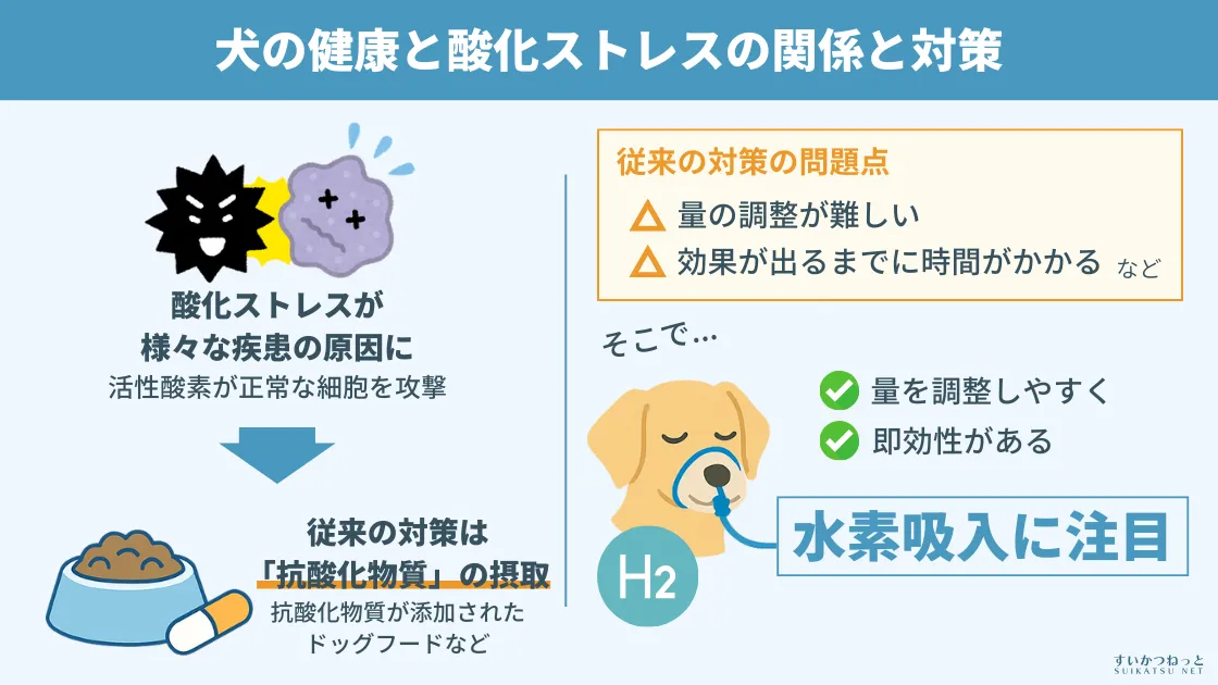 犬の健康と酸化ストレスの関係と対策