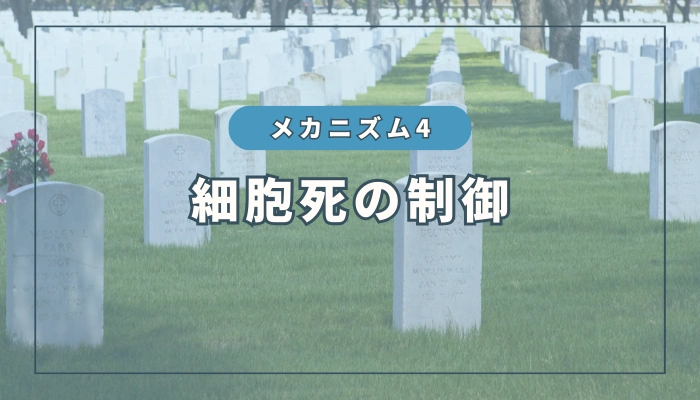 水素のメカニズム④：細胞死の調整作用