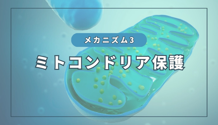 水素のメカニズム③：ミトコンドリア保護作用