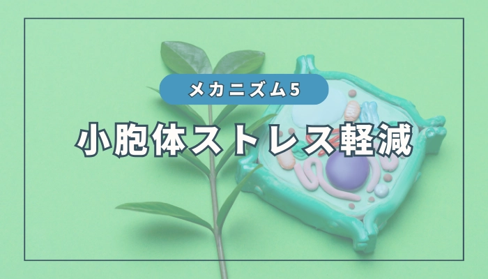 水素のメカニズム⑤：小胞体ストレスの軽減