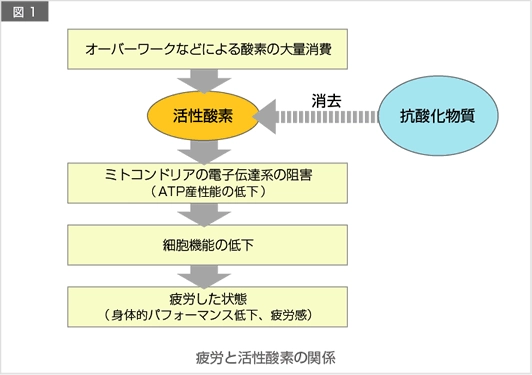疲労と活性酸素の関係性