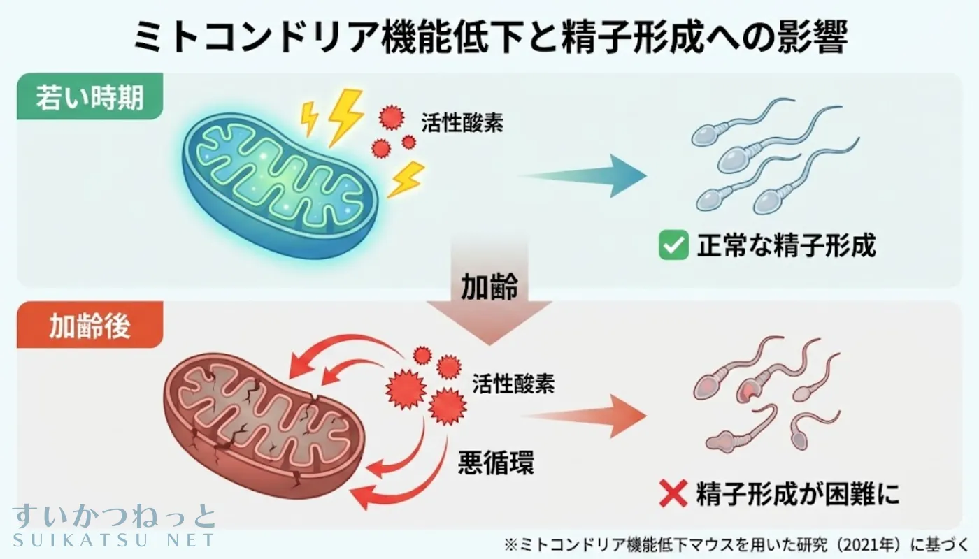 加齢によるミトコンドリア機能低下と活性酸素が精子形成に与える影響を示す図解