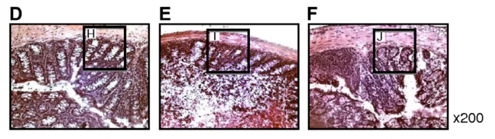 Kajiya et al., 2009, Fig.3D~F
