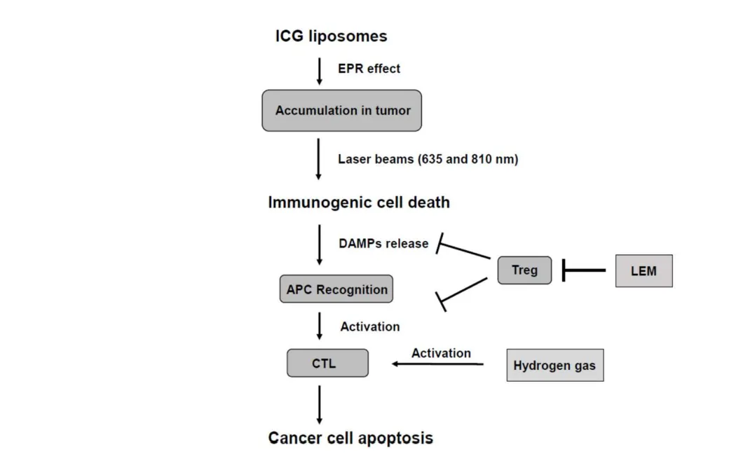 ICGリポソームPDTの治療メカニズム図（Yorozu et al., 2022, Fig.4より引用）