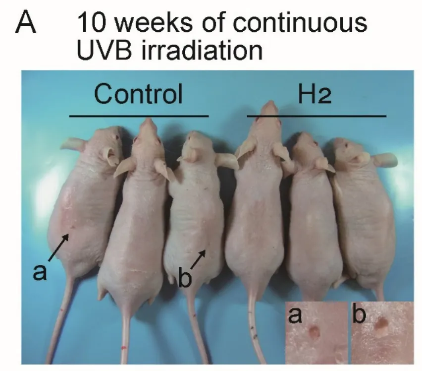 UVB照射10週目のマウス背面。対照群に比べ水素群では腫瘍が少ない（Hori et al., 2026, Fig.2Aより引用）