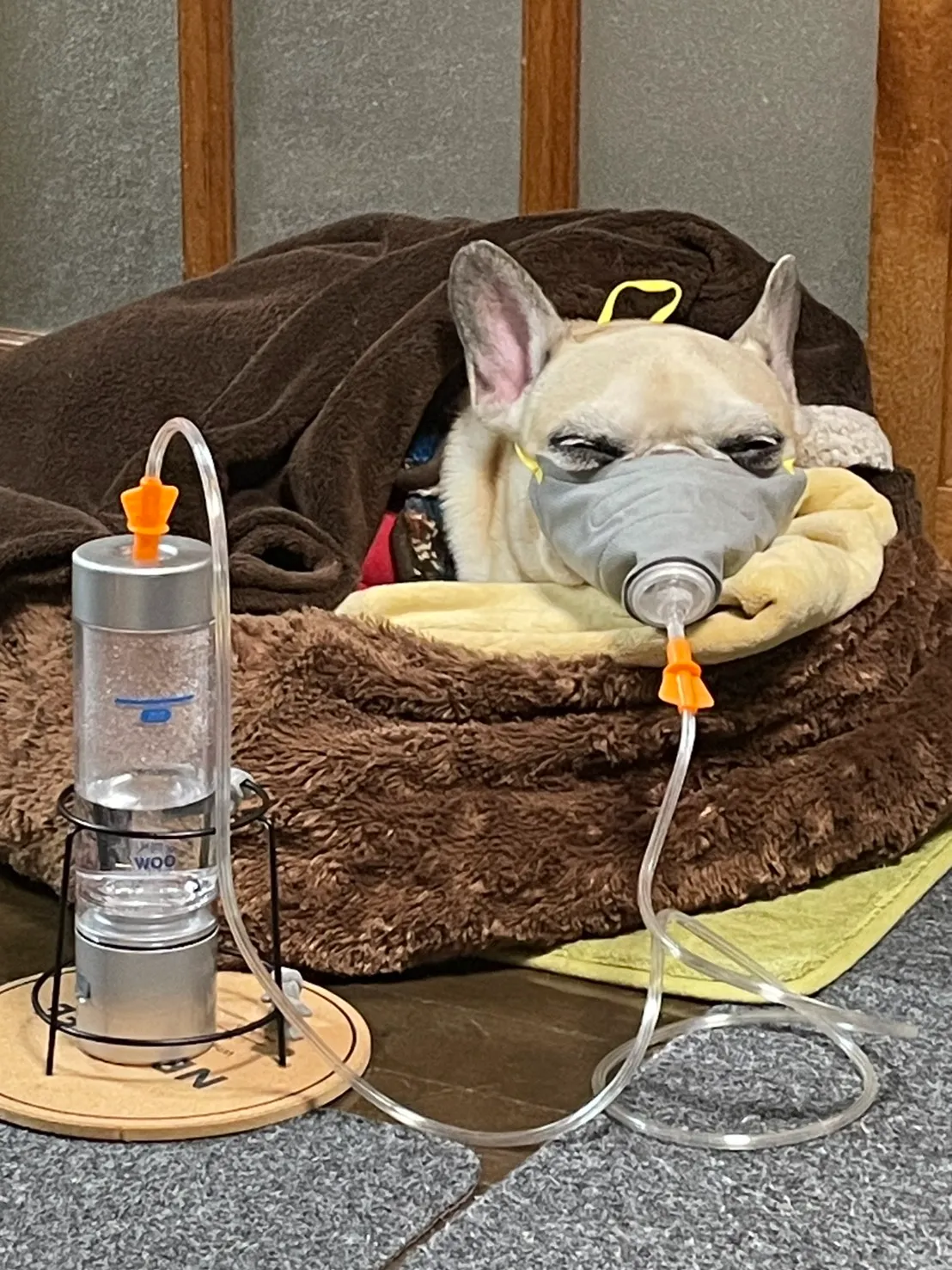 ワンちゃんが水素吸入をしている様子